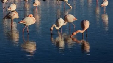 Büyük Flamingolar (Phoenicopterus roseus), Pont de Gau, Camargue, Fransa.