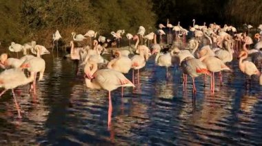 Büyük Flamingolar (Phoenicopterus roseus), Pont de Gau, Camargue, Fransa.
