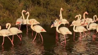 Büyük Flamingolar (Phoenicopterus roseus), Pont de Gau, Camargue, Fransa.