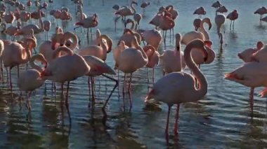 Büyük Flamingolar (Phoenicopterus roseus), Pont de Gau, Camargue, Fransa.