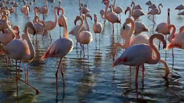 Greater Flamingos Phoenicopterus Roseus Pont Gau Camargue Francie — Stock video