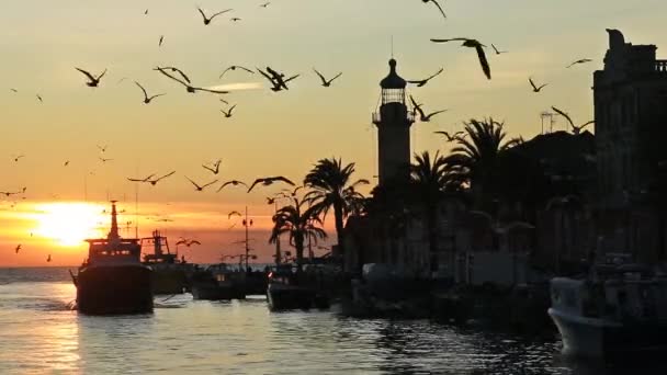 Grau Roi Gard Francia Barcos Pesqueros Que Regresan Puerto — Vídeo de stock