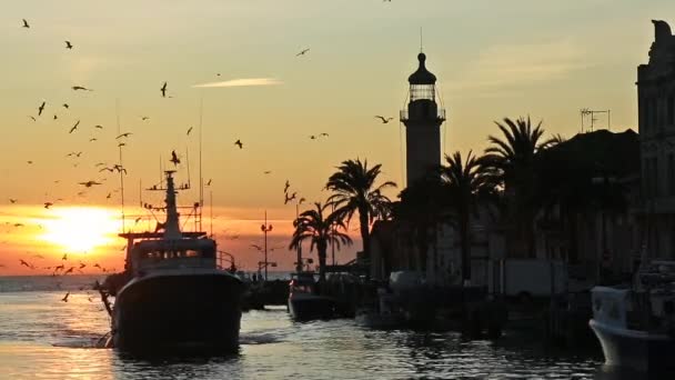 Grau Roi Gard França Barcos Pesca Que Regressam Porto — Vídeo de Stock
