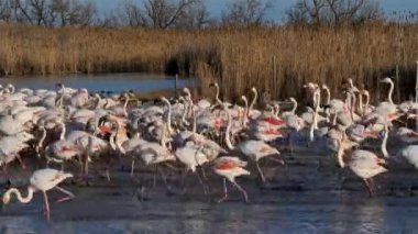 Büyük Flamingolar (Phoenicopterus roseus), Pont de Gau, Camargue, Fransa.