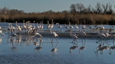 Büyük Flamingolar (Phoenicopterus roseus), Pont de Gau, Camargue, Fransa.