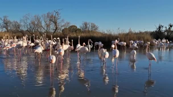 Phoenicopterus Roseus Pont Gau Camargument France — 비디오