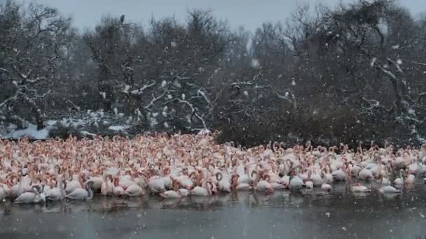 Великий Фламинго Phoenicopterus Roseus Пон Гау Камарг Франция Большие Фламинго — стоковое видео