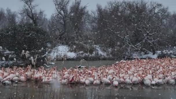 Greater Flamingos Phoenicopterus Roseus Pont Gau Camargue Francia Mayores Flamencos — Vídeo de stock