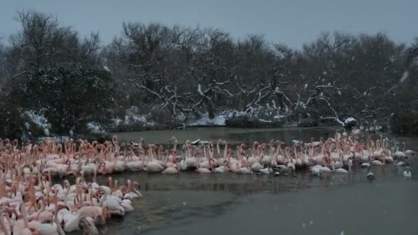 Greater Flamingos Phoenicopterus Roseus Pont Gau Camargue Francia Mayores Flamencos — Vídeos de Stock