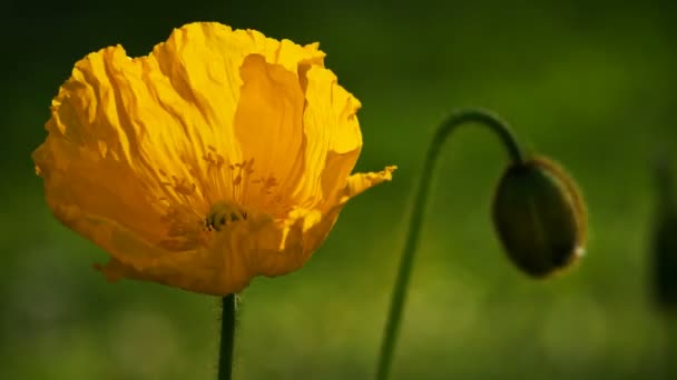 Fleurs Sauvages Papaver Champs France — Video