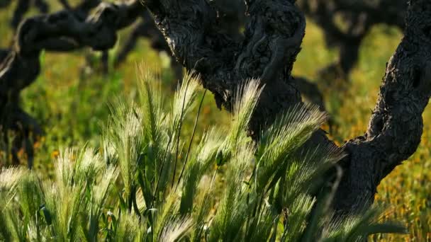 Wijngaarden Pic Saint Loup Claret Gard Occitanie Frankrijk Wijngaarden Tijdens — Stockvideo