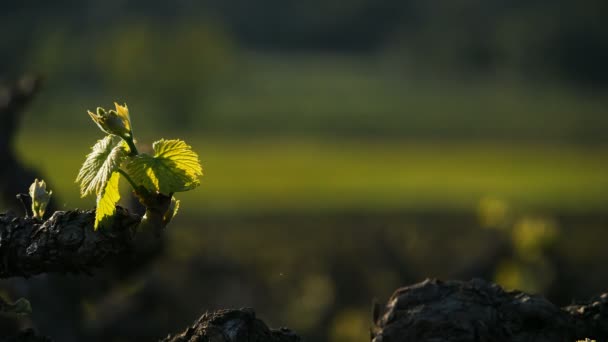 Vinice Pic Saint Loup Claret Gard Occitanie Francie Vinice Během — Stock video