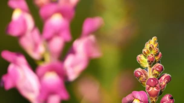 Orchidaceae Wild Flowers Spring Season Southern France — Stock Video