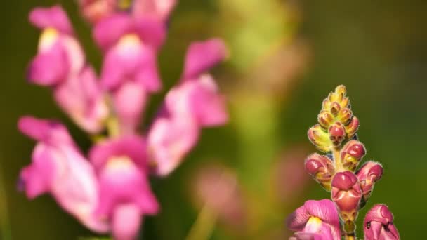 Orkidaceae Vilda Blommor Vårsäsongen Södra Frankrike — Stockvideo