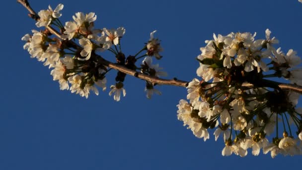 Bahar Mevsiminde Çiçek Açan Meyve Ağacı — Stok video