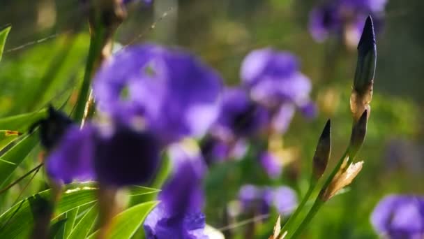 Wilde Iris Frühlingszeit — Stockvideo