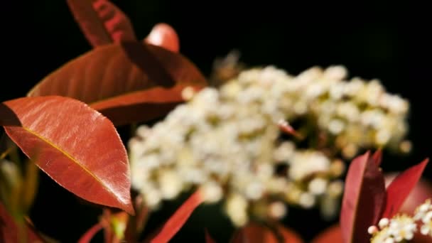 Pieris Flower French Countryside — стоковое видео