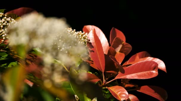 Een Pieris Bloem Het Franse Platteland — Stockvideo