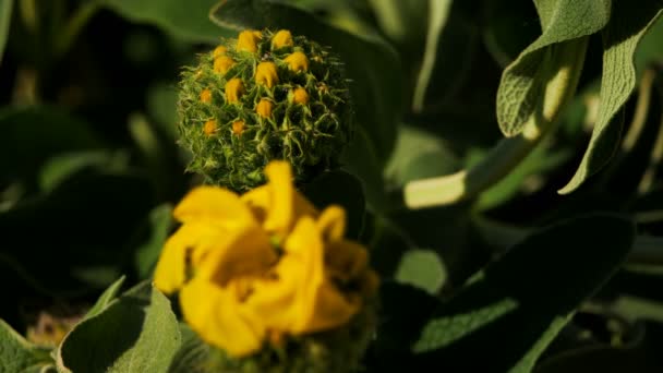 Φασκόμηλο Της Ιερουσαλήμ Phlomis Fruticosa Ανθίζει Κατά Την Εαρινή Περίοδο — Αρχείο Βίντεο