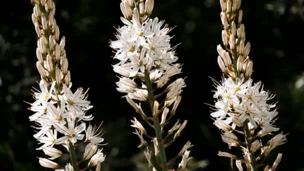 Asphodelus Flor Silvestre Sur Francia Asphodelus Género Plantas Perennes Descrito — Vídeos de Stock