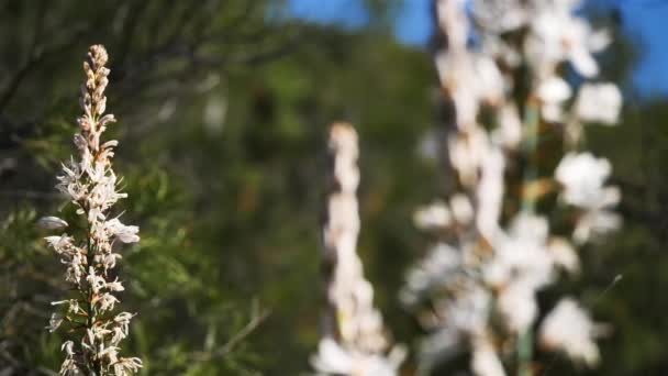 Асфоделус Дикий Цветок Южной Франции Асфодел Род Преимущественно Вечных Растений — стоковое видео