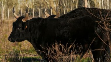 Camargue boğaları, Petite Camargue, Gard, Fransa