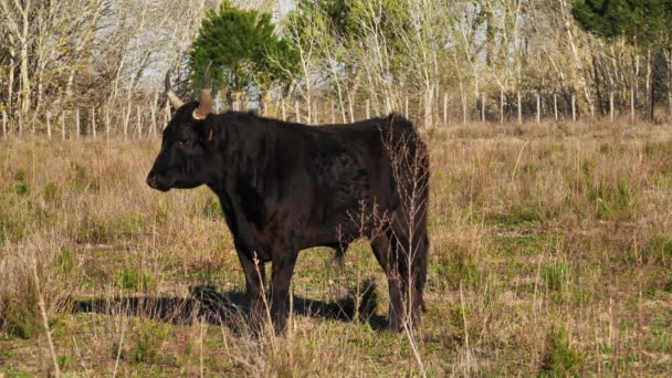 Touros Camargue Petite Camargue Gard França — Vídeo de Stock