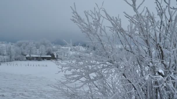 Enorme Meygal Haute Loire França Árvores Foscas Paisagem Sob Neve — Vídeo de Stock