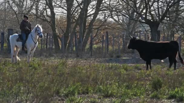 Camargue Boğaları Bos Taurus Camargue Gard Fransa Kamp Kovboylarının Adı — Stok video