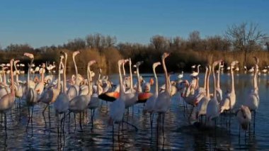 Büyük Flamingolar, Phoenicopterus gülü, Pont De Gau, Camargue, Fransa. Flört ritüeli sırasında suda yürüyen daha büyük flamingolar.