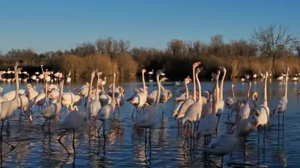 Великий Фламинго Phoenicopterus Roseus Пон Гау Камарг Франция Большие Фламинго — стоковое видео