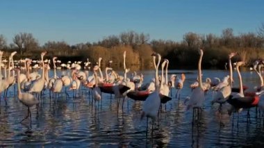 Büyük Flamingolar, Phoenicopterus gülü, Pont De Gau, Camargue, Fransa. Flört ritüeli sırasında suda yürüyen daha büyük flamingolar.