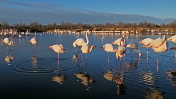 Flamingos Phoenicopterus Roseus Pont Gau Camargue Frankreich — Stockvideo
