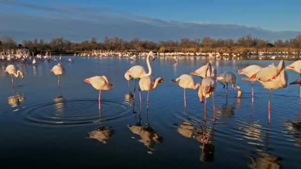 Greater Flamingos Phoenicopterus Roseus Pont Gau Camargue Francie — Stock video