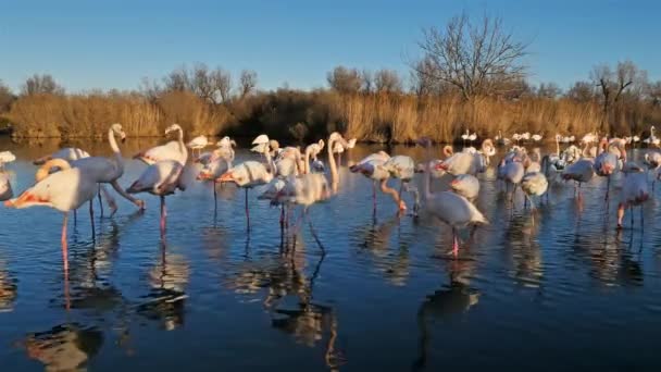 Greater Flamingos Phoenicopterus Roseus Pont Gau Camargue France — Stock Video