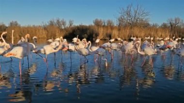 Büyük Flamingolar, Phoenicopterus gülü, Pont De Gau, Camargue, Fransa