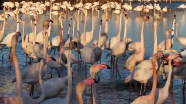 Büyük Flamingolar, Phoenicopterus gülü, Pont De Gau, Camargue, Fransa. Flört ritüeli sırasında suda yürüyen daha büyük flamingolar.
