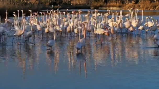 Greater Flamingos Phoenicopterus Roseus Pont Gau Camargue Francia — Vídeos de Stock