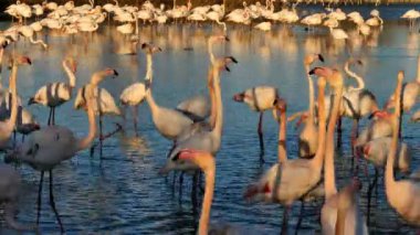 Büyük Flamingolar, Phoenicopterus gülü, Pont De Gau, Camargue, Fransa. Flört ritüeli sırasında suda yürüyen daha büyük flamingolar.