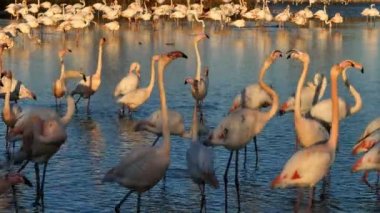 Büyük Flamingolar, Phoenicopterus gülü, Pont De Gau, Camargue, Fransa. Flört ritüeli sırasında suda yürüyen daha büyük flamingolar.