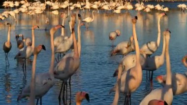 Büyük Flamingolar, Phoenicopterus gülü, Pont De Gau, Camargue, Fransa. Flört ritüeli sırasında suda yürüyen daha büyük flamingolar.