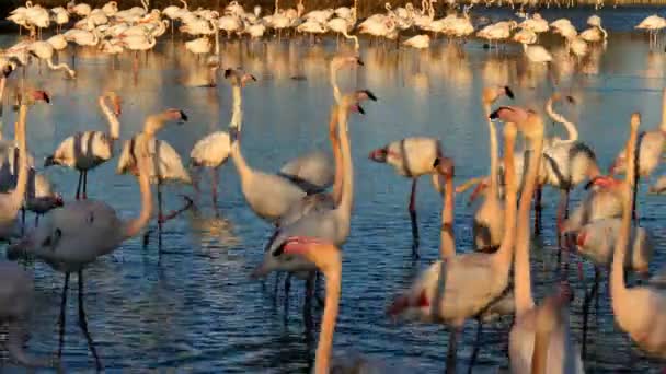 Flamants roses, Phoenicopterus roseus, Pont De Gau, Camargue, France. Flamants roses plus grands marchant dans l'eau pendant le rituel de la cour 
