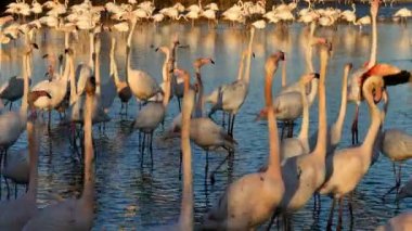 Büyük Flamingolar, Phoenicopterus gülü, Pont De Gau, Camargue, Fransa. Flört ritüeli sırasında suda yürüyen daha büyük flamingolar.
