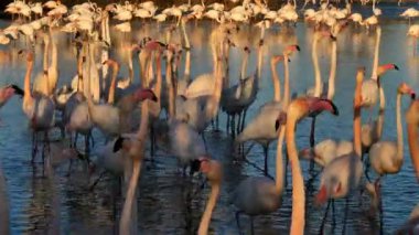 Büyük Flamingolar, Phoenicopterus gülü, Pont De Gau, Camargue, Fransa. Flört ritüeli sırasında suda yürüyen daha büyük flamingolar.