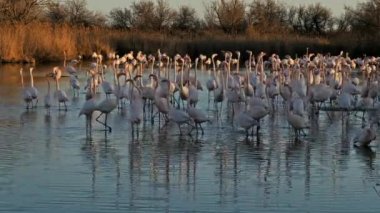 Büyük Flamingolar, Phoenicopterus gülü, Pont De Gau, Camargue, Fransa