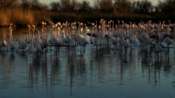 Greater Flamingos Phoenicopterus Roseus Pont Gau Camargue Francia — Vídeos de Stock