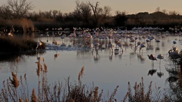 Greater Flamingos Phoenicopterus Roseus Pont Gau Camargue Francie — Stock video