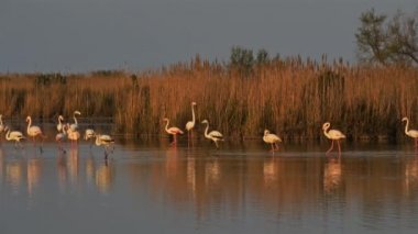 Büyük Flamingolar, Phoenicopterus gülü, Pont De Gau, Camargue, Fransa