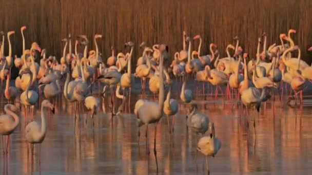 Greater Flamingos Phoenicopterus Roseus Pont Gau Camargue Γαλλία Μεγαλύτερα Φλαμίνγκο — Αρχείο Βίντεο