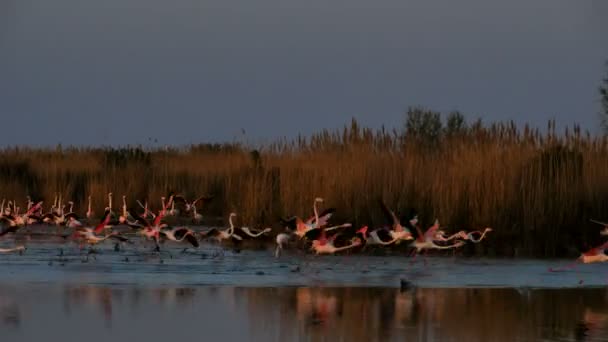 Greater Flamingos Phoenicopterus Roseus Pont Gau Camargue Francia — Video Stock